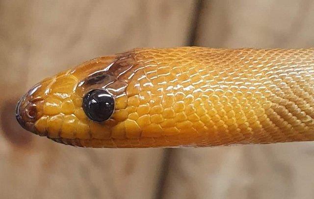 Image 3 of Cb21 woma pythons at urban exotics