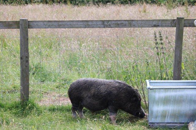 Image 2 of Proven micro miniature pig boar