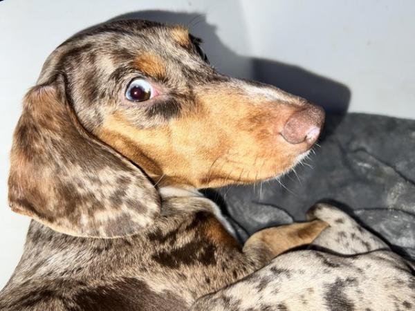 Stunning KC registered miniature dachshund pups- blue eyes for sale in Cardiff, South Wales