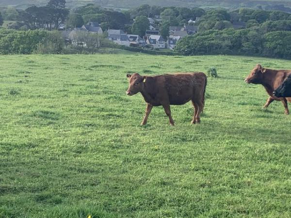 Image 1 of Short cows with calves at foot , 2 red short Dexter Heifers