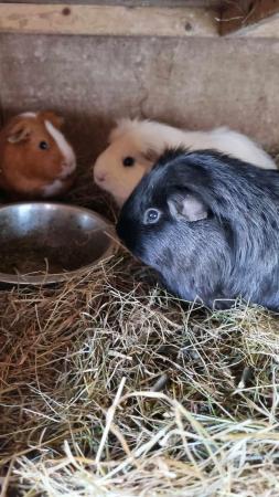 Image 4 of 3x bonded male guineapigs