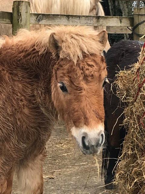 Preview of the first image of Miniature Shetland colt *SOLD*.