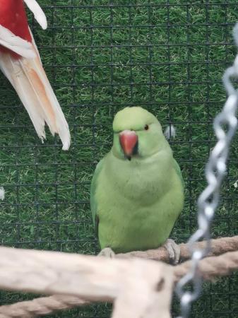 Image 2 of Beautiful ringneck parakeets parrot available
