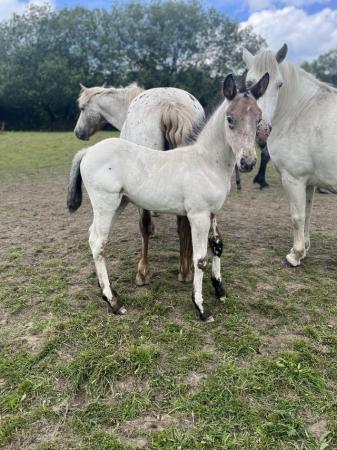 Image 3 of Spanish Spotted Saddle Horse 2024 foal