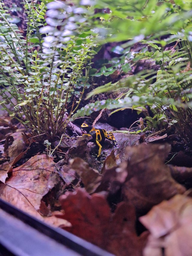 Preview of the first image of banded bumblebee dart frogs..