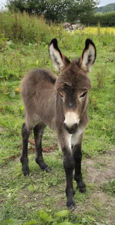 Image 2 of Mediterranean Miniature Donkey Jenny for sale