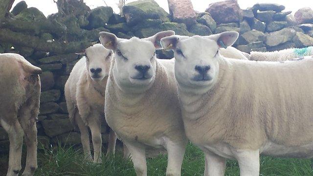 Preview of the first image of Pedigree Texel Hoggs and ewes.