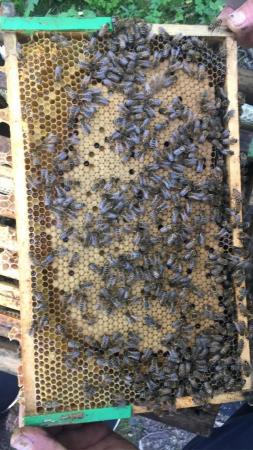 Image 12 of Bee Nucs overwintered 2024 for sale