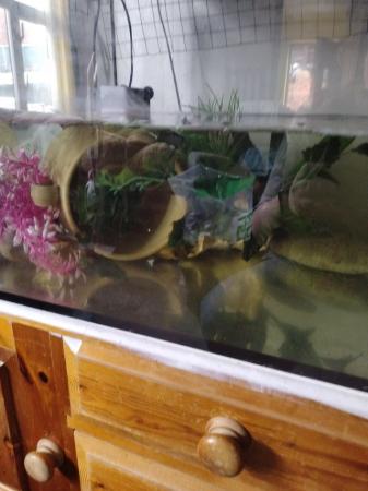 Image 4 of 3 axolotl with tank and set up