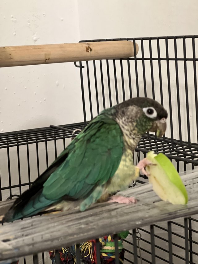 Preview of the first image of Conures for sale male and female.