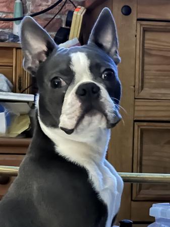 Image 29 of chunky rare colours full pedigree blue eyed Boston terriers
