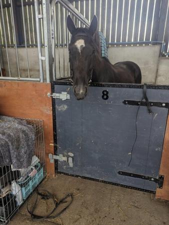 Image 6 of 15hh black 4 year old trotter gelding