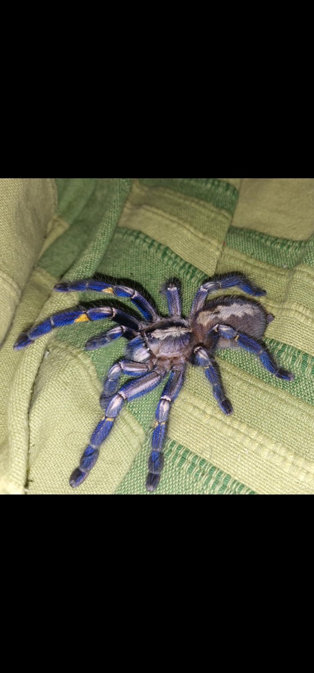 Preview of the first image of Female Poecilotheria Metallica.