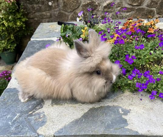 Image 2 of Lionhead baby rabbits for sale