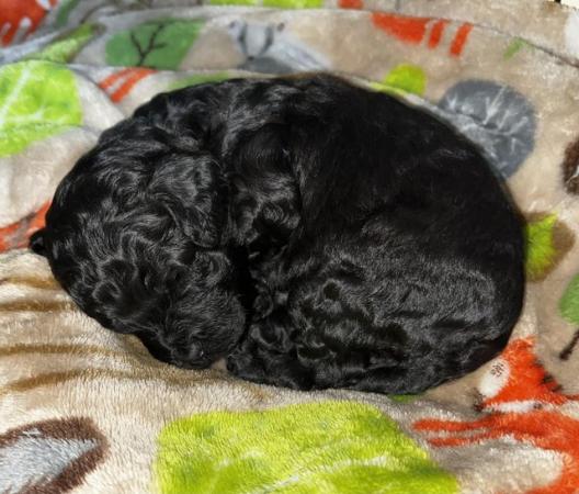 Image 4 of Ready now!Stunning tiny cavapoo f1b puppy,last 1 left