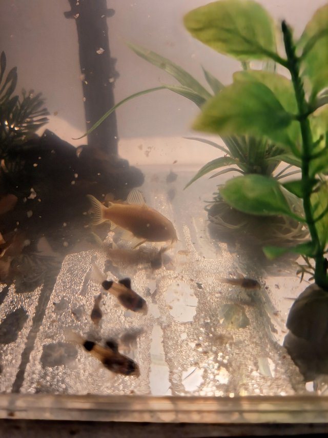 Preview of the first image of Red Cherry shrimp, young Venezuelan, albino & panda cories.