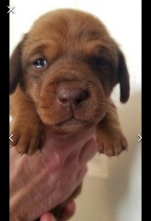 Image 14 of Smooth dachshund puppies