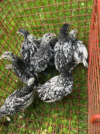 Image 2 of silver Sebright three hens one cock