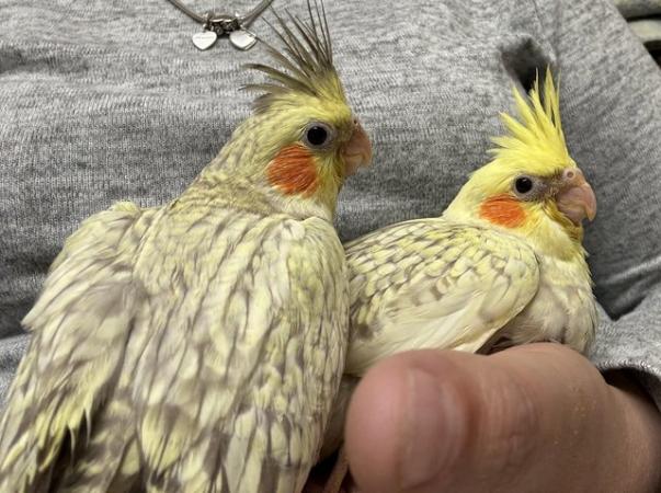 Image 12 of Hand reared cockatiels looking for new homes READY NOW