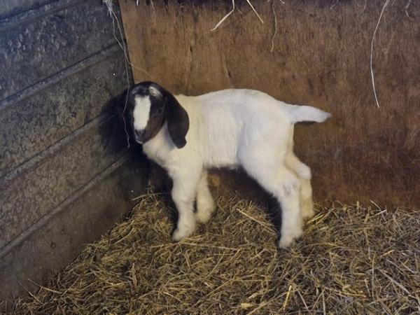 Image 1 of Female and wether boer goat kids for sale