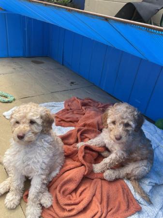 Image 8 of 10 weeks old, poodle cross puppies ready for a new home