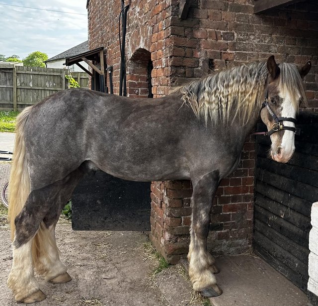 Preview of the first image of 5 year old traditional cob for Full loan.