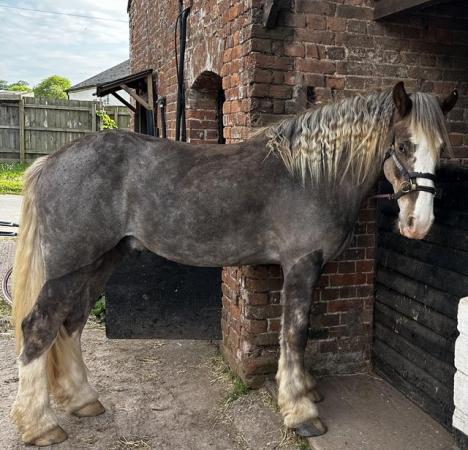 Image 1 of 5 year old traditional cob for Full loan