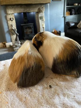 Image 4 of Lovely female guinea pigs looking for a forever home
