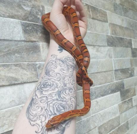 Image 4 of Beautiful Female Adult Red Factor Okeetee Corn Snake