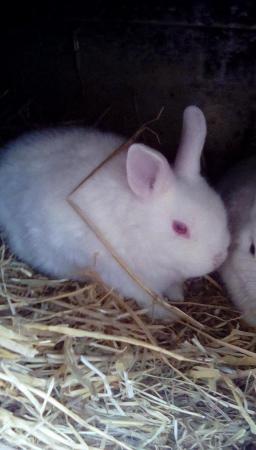 Image 4 of Beautiful rabbit's loin heads looking for there loving homes