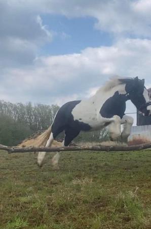 Image 5 of 10-13hh Lead Rein, Ridden Mare, Projects, Pets, Cobs, Welsh.