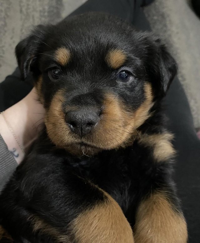 Preview of the first image of 4 week old Rottweiler puppies for sale.
