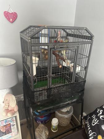 Image 3 of Conure parrot and cage food etc…