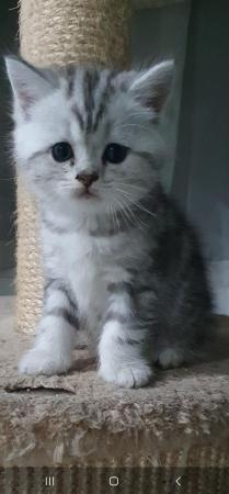 Image 6 of Silver classic British shorthair kittens READY NOW