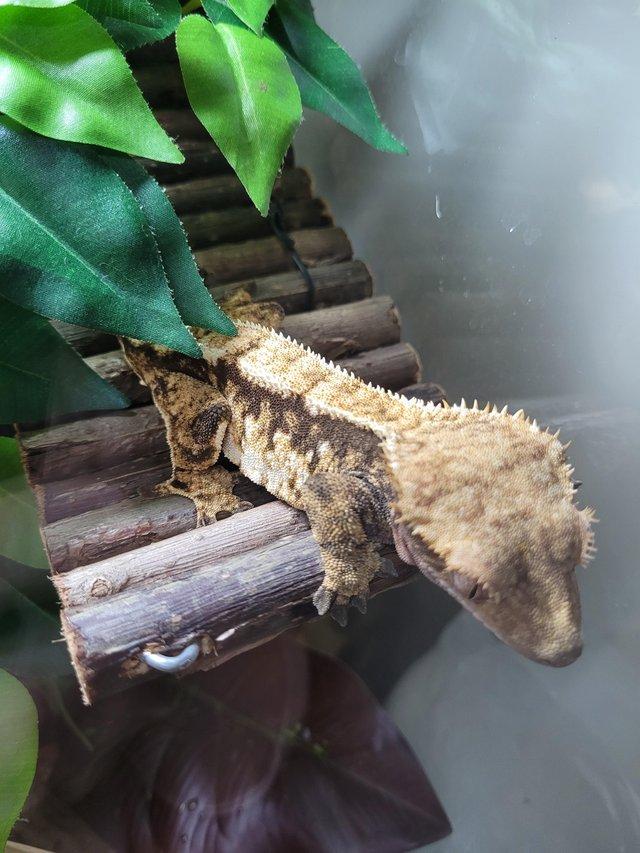 Preview of the first image of CB20 Female tricolour harlequin crested gecko.