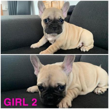 Image 11 of French Bulldogs puppies