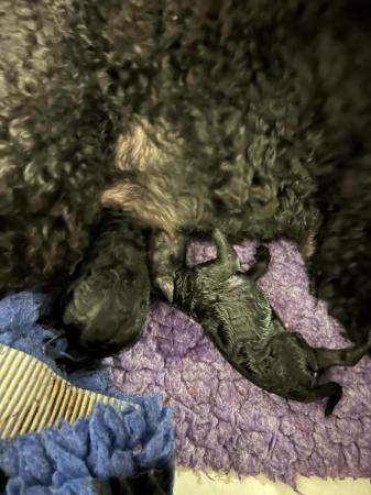 Image 3 of standard poodle pups for sale