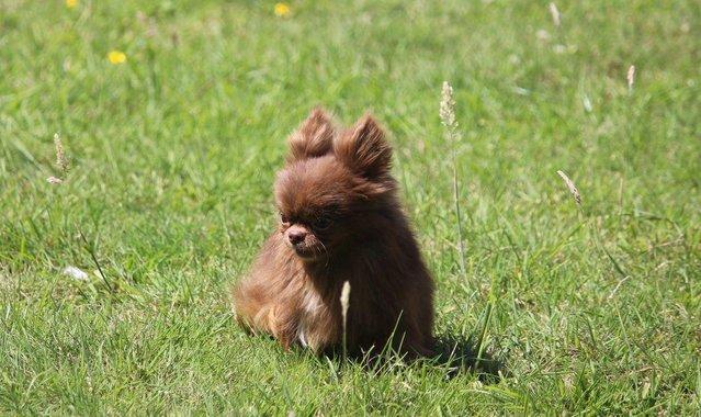 Preview of the first image of Xx at stud chocolate chihuahua longcoat boy ukraine lines Xx.