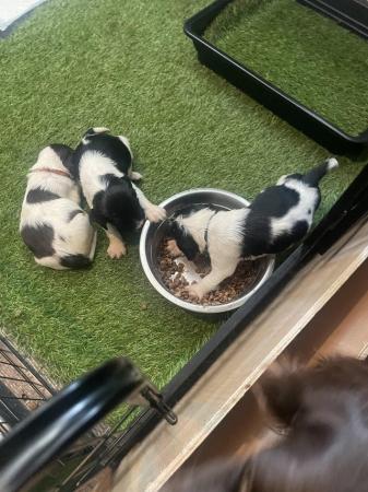 Image 4 of Springer spaniel puppies
