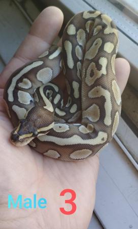 Image 3 of Baby bull pythons for sale