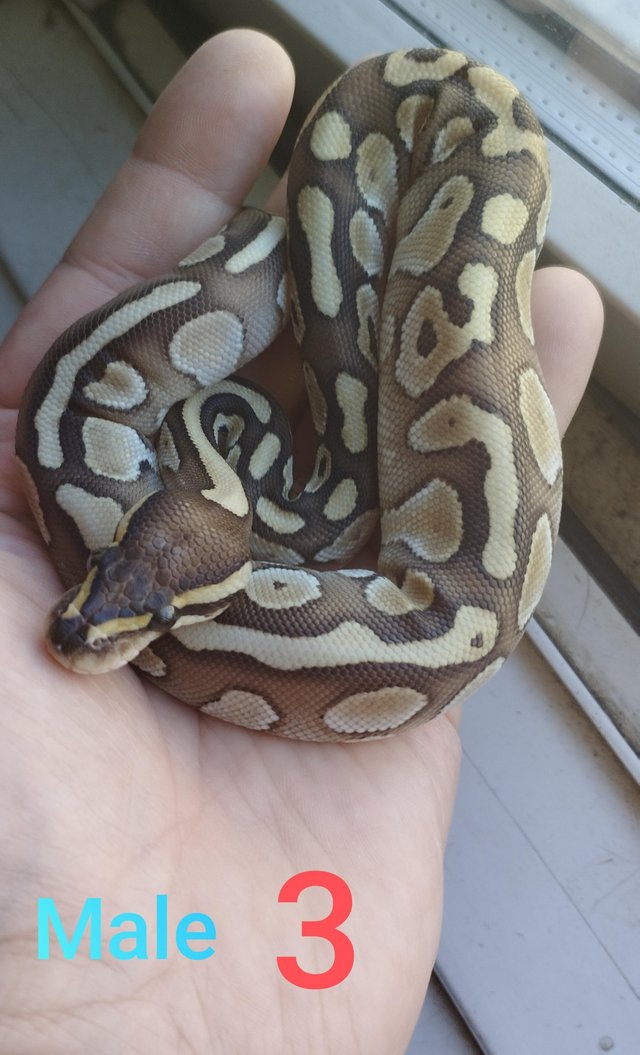 Preview of the first image of 6 Baby bull pythons for sale.