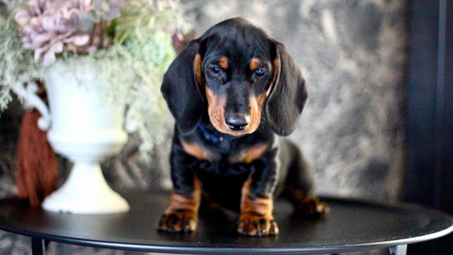 Preview of the first image of KC REG Stunning Dachshunds.