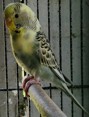 Image 6 of 2024 Aviary bred Budgies £20 each