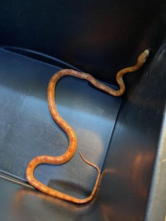 Image 2 of Hypo sunkissed corn snake Female £75