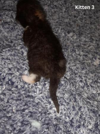 Image 8 of Female Kittens Availalable x3 from a litter of 5