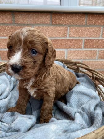 Image 2 of Gorgeous F1 toy cavapoo puppies - price reduced