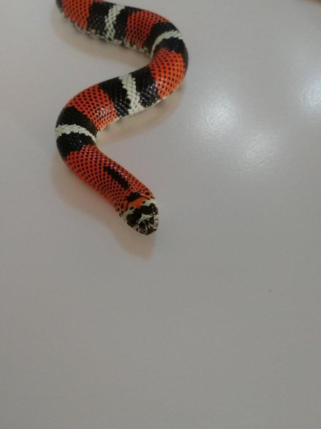 Preview of the first image of Tricolor hognose snake juveniles. (Xenodon pulcher).