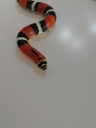 Image 1 of Tricolor hognose snake juveniles. (Xenodon pulcher)