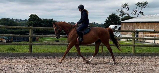 Image 6 of Stunning 6yr old 15,2hh Chestnut Mare