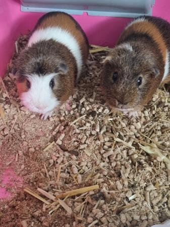 Image 4 of 2 bonded male guinea pigs 1 year old free